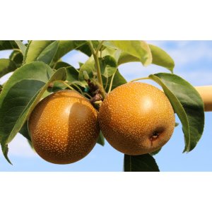 Ázijská hruška (Pyrus Pyryfolia) ´HOSUI´ - výška 140-160 cm, obvod kmeňa 4/6 cm, kont. C6L